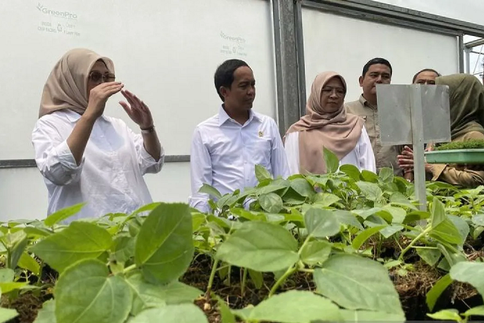 Menhut Minta Bibit Pohon untuk Masyarakat Fokus ke HHBK