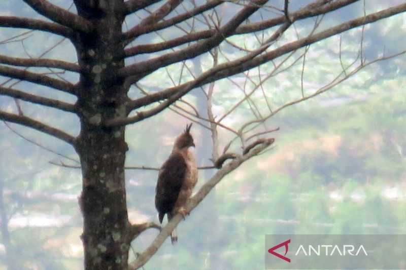 Menjaga Populasi Elang Jawa Gunung Ciremai