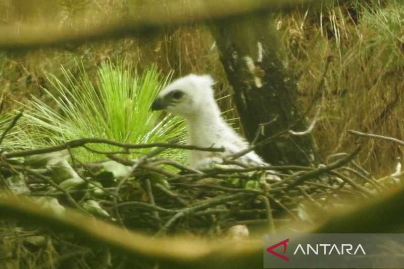 Menjaga Populasi Elang Jawa, sang Penguasa Langit di Gunung Ciremai