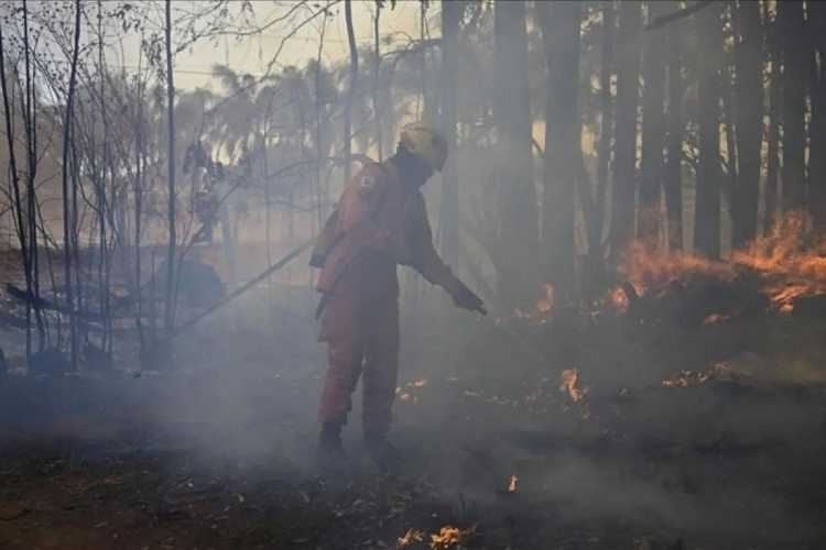 Menjalar dengan Cepat, Peru Nyatakan Status Darurat Akibat Kebakaran Hutan yang Mematikan