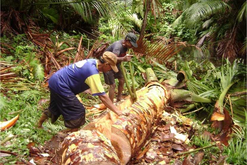 Mentan Minta Papua Barat Lestarikan Sagu Jadi Cadangan Pangan