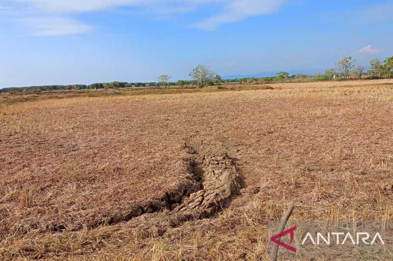 Menyedihkan, Sebagian Sawah di Makassar Jadi Lahan Tidur Akibat Kekeringan