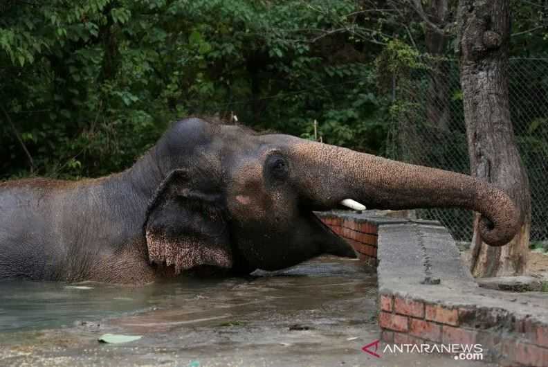 Menyedihkan, Seekor Gajah Mati di Kebun Binatang Pakistan karena Perawatan Buruk