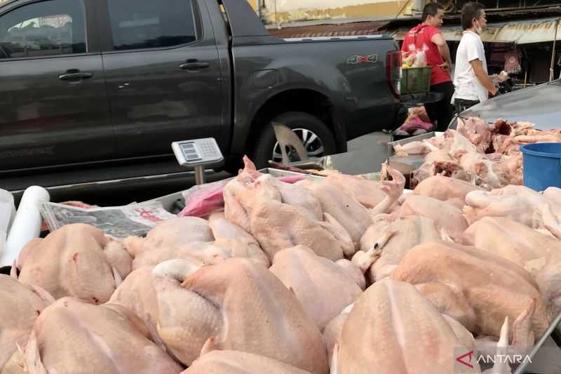 Menyusul Negara Lain Malaysia Larang Ekspor Ayam, Jika Melanggar Akan Dijatuhi Hukuman atau Denda Tinggi