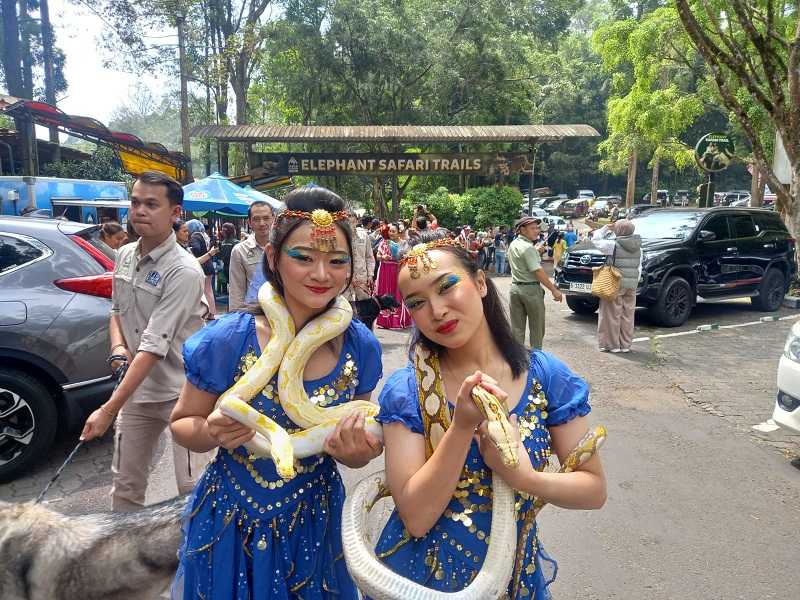 Meriah! Parade Budaya dan Satwa di Taman Safari Bogor Disambut Ribuan Pengunjung