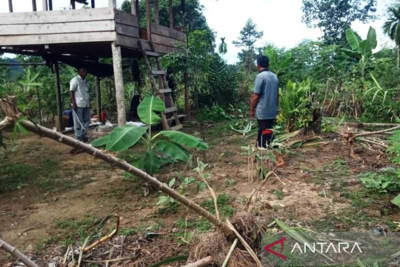 Merusak Kebun Pisang, Pemkab Aceh Barat Laporkan Gangguan Gajah ke BKSDA