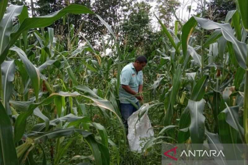 Meskipun di Tengah Ancaman Krisis Pangan Global, Daya Beli Petani Menguat pada Agustus Lalu