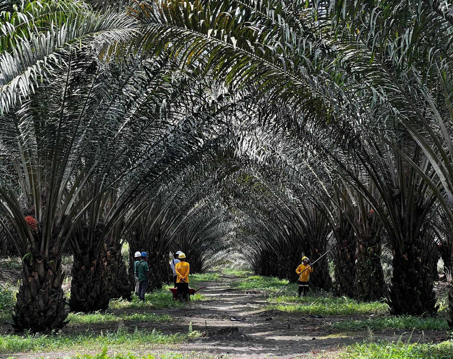 Metode Kultur Jaringan Atasi Masalah Stagnasi Produksi Sektor Perkebunan