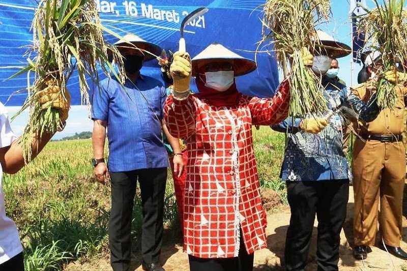 Metode Pemupukan yang Tepat Mampu Tingkatkan Produksi Padi di Sulbar