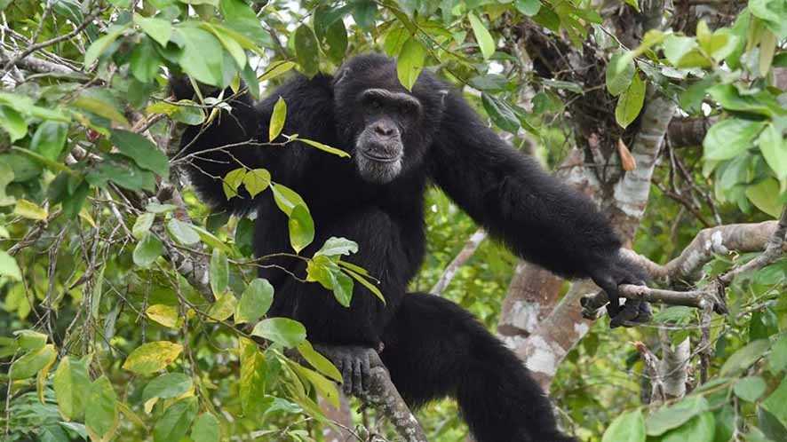 Misteri Serangan Mematikan Simpanse Terhadap Gorila