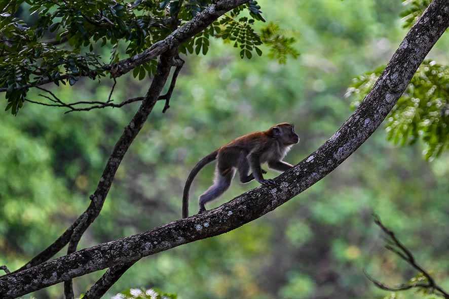 Monyet Penerima Cangkok Ginjal Babi Bisa Bertahan Hidup Lebih Lama