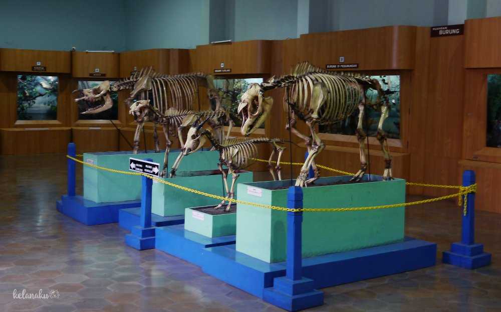 Zoologi bogor museum âˆš Museum
