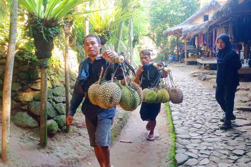 Musim Durian yang Menambah Kesejahteraan Warga Badui