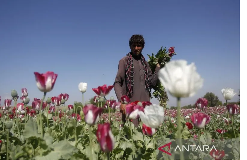 Negaranya Produsen Opium Terbesar Dunia, Taliban Kini Larang Budi Daya Tanaman Narkotika