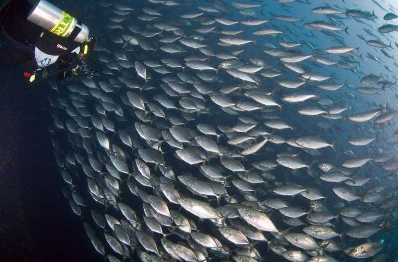 Neraca Sumber Daya Laut Urgen Koran 