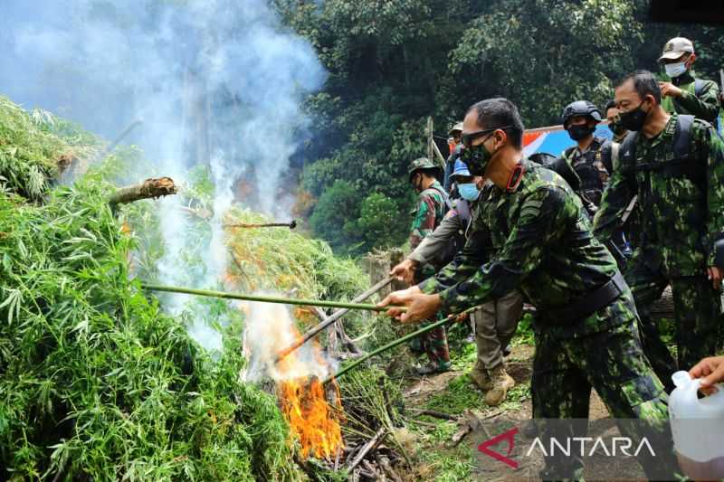 Ngeri! 5 Ha Ladang Ganja Siap Panen di Kawasan Hutan Lindung Aceh Dimusnahkan, 20.000 Batang Pohon Ganja Dibabat Habis