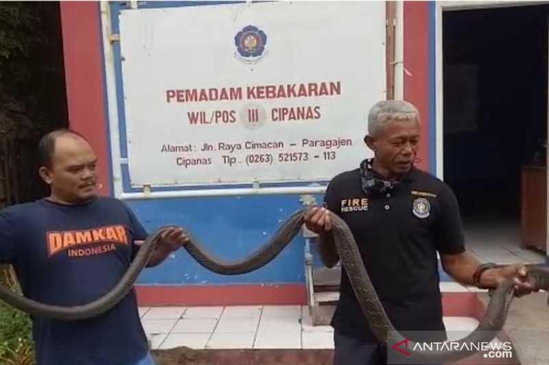 Ngeri, Bagaimana Bisa Ini King Kobra Sepanjang 3,5 Meter Ada di Atap Rumah