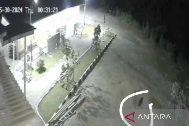 Ngeri! Seekor Harimau Terekam CCTV Berkeliaran di Halaman Masjid di Solok