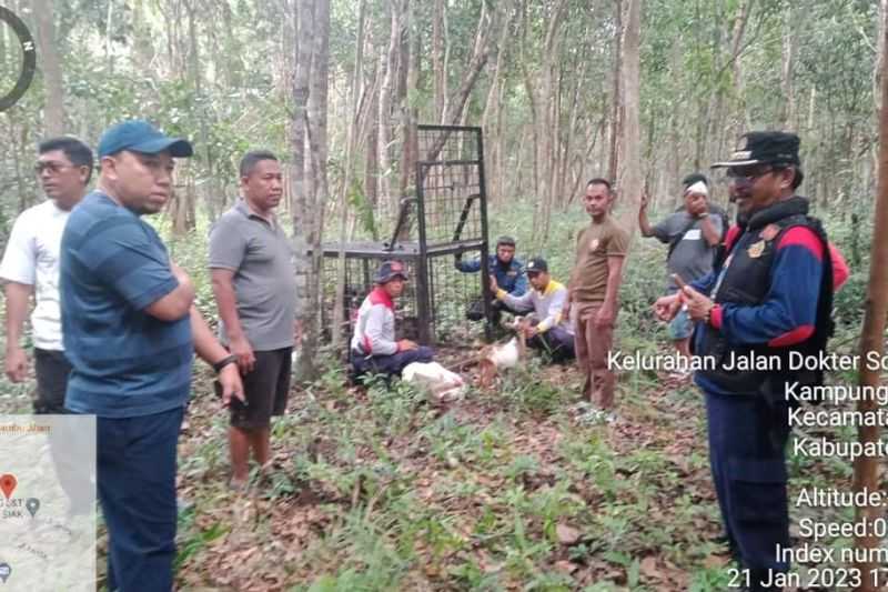 Ngeri! Seekor Harimau Terekam CCTV Melintas di Depan Ruko, Warga Diminta Waspada