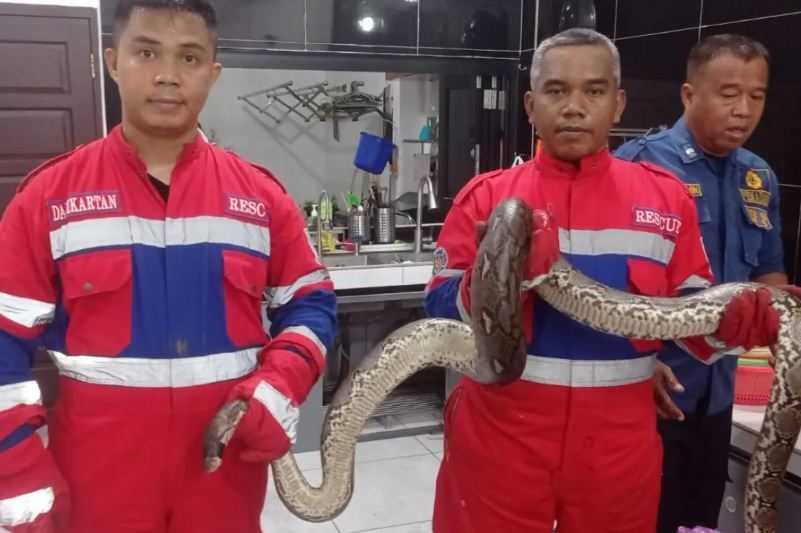 Ngeri! Ular Piton Sepanjang 3 Meter Masuk Rumah Warga di Jambi