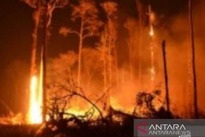 NTT Waspada! Kebakaran Hutan dan Lahan Mudah Terjadi karena Dipicu oleh Hal Sepele Ini di Musim Kemarau