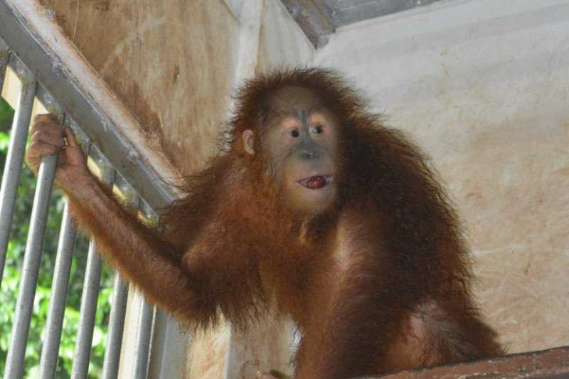 Orangutan Yang Dipulangkan Dari Malaysia Masih Jalani Rehabilitasi