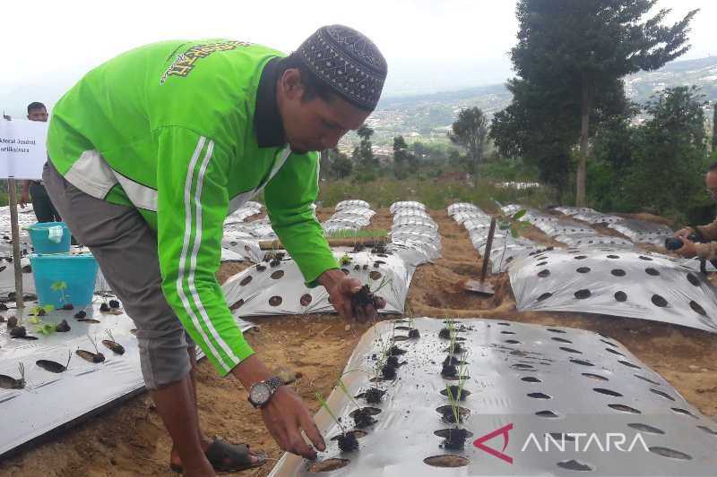 Pakai Cara Baru, Petani Bawang di Temanggung Tanam Biji di Lahan 300 Hektare