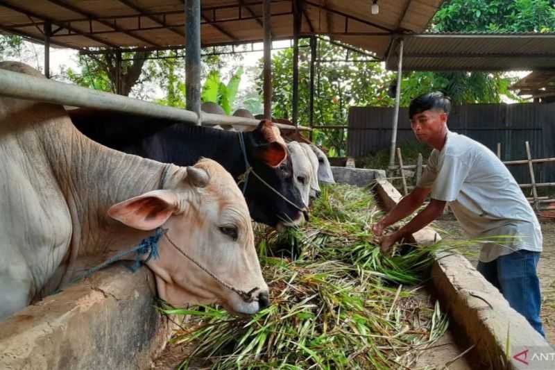 Pakar UGM Sebut Kesehatan Hewan Kurban Dapat Dikenali dari Penampilan Fisik