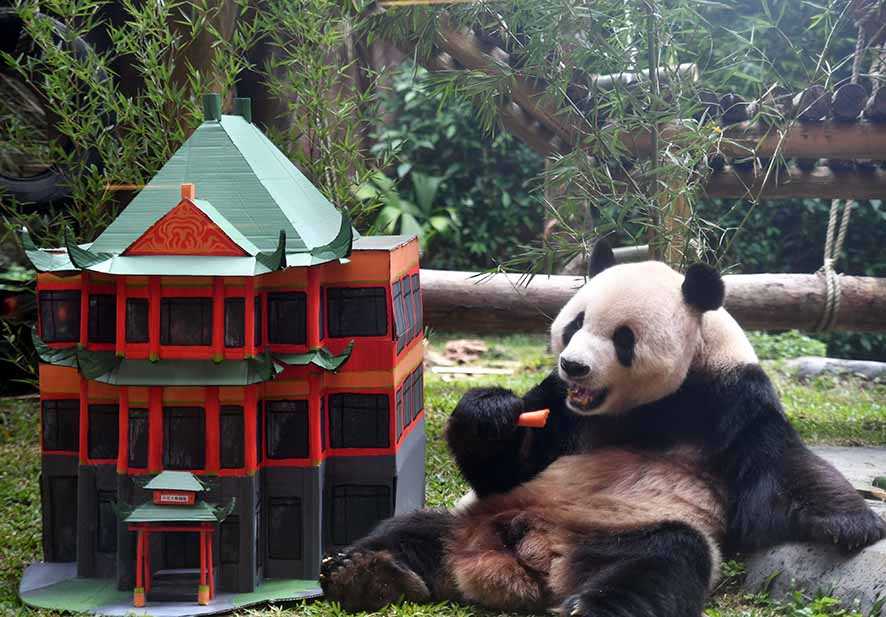 Panda Cai Tao Asal Tiongkok