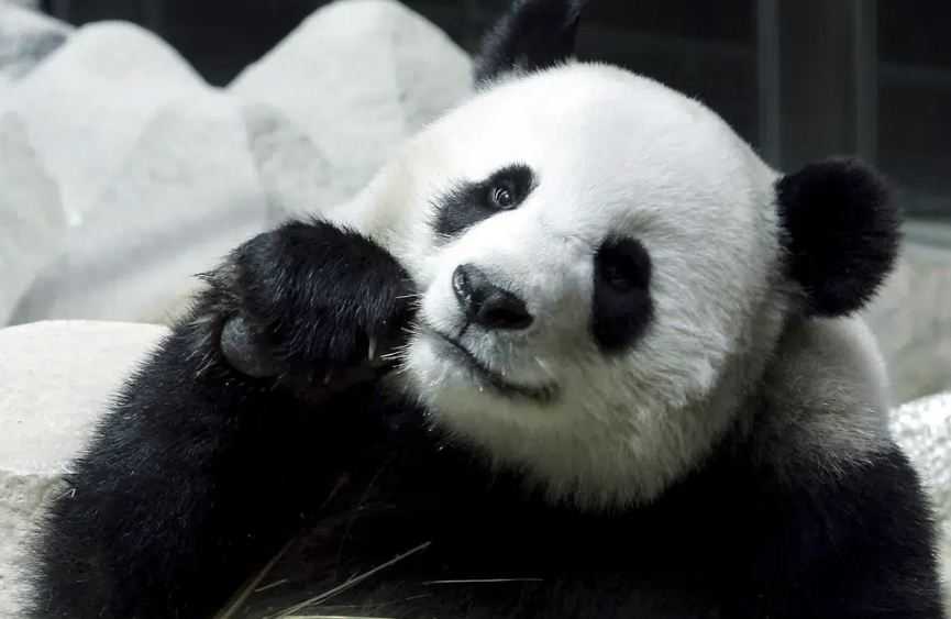Panda Raksasa Titipan Tiongkok Mati di Kebun Binatang Thailand