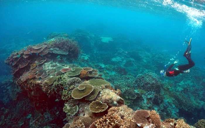 Panel UNESCO Rekomendasikan Great Barrier Reef Masuk Daftar Dalam Bahaya