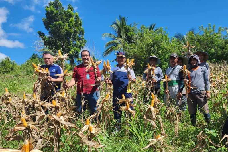 Panen Jagung, Lapas Pohuwato Jalankan Program Reintegrasi Sosial Narapidana