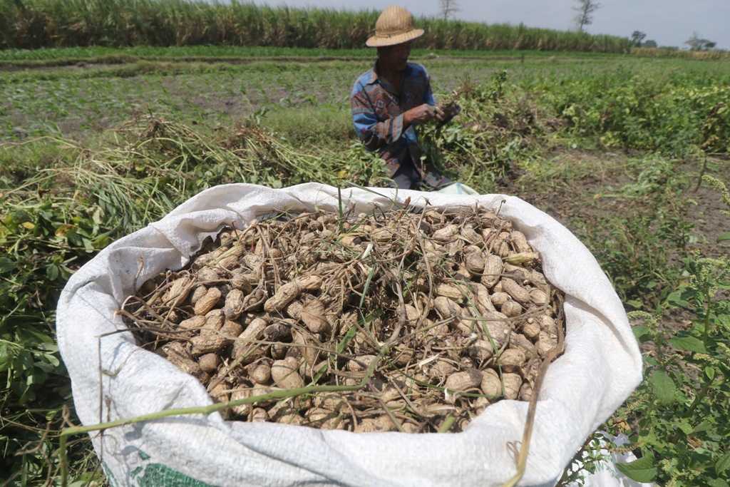 Panen Kacang Tanah