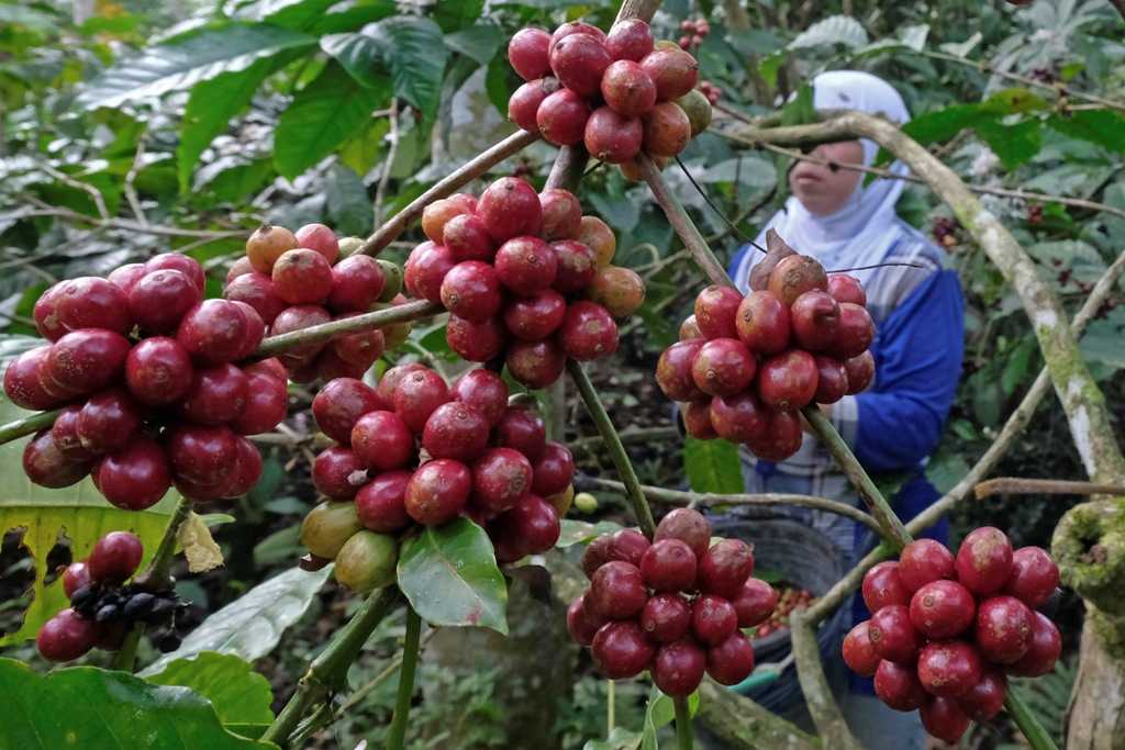 Panen Kopi Meningkat