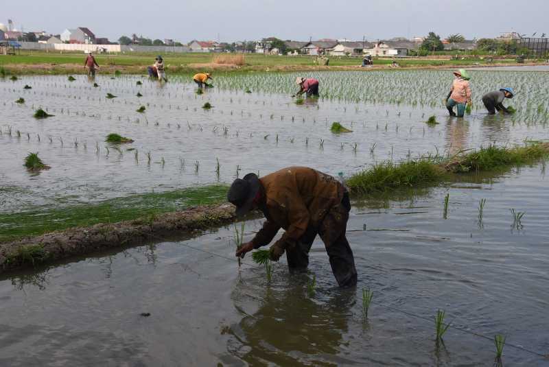 Panen Padi di Jakarta Awal 2021 Diprediksi Turun