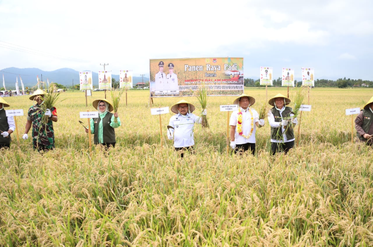 Panen Raya Padi di Banggai, Mendagri: Ini Bukti Kita Memiliki Kemampuan untuk Produksi