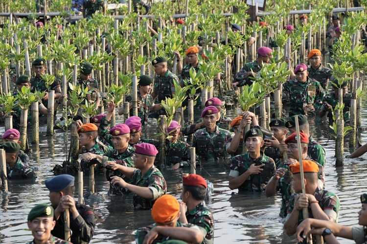 Panglima TNI Tinjau Gladi Bersih Penanaman Mangrove Nasional