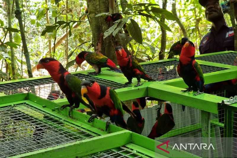 Papua Barat Lakukan Pelepasliaran 49 Satwa Dilindungi