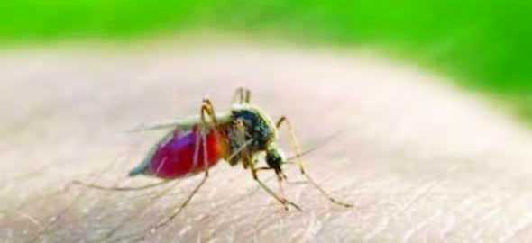 Parasit Malaria yang Kebal Obat Arteminisin Muncul di Afrika