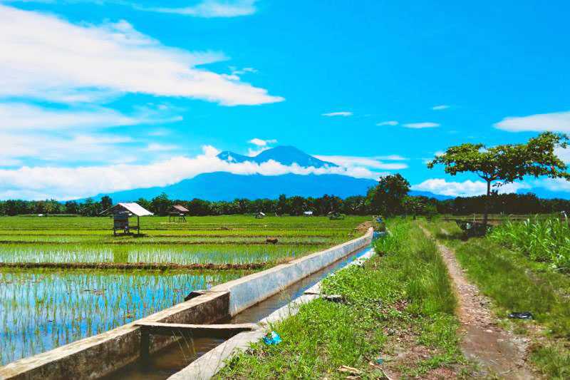 Pasaman Barat jaga ketahanan pangan dengan pertanian berkelanjutan