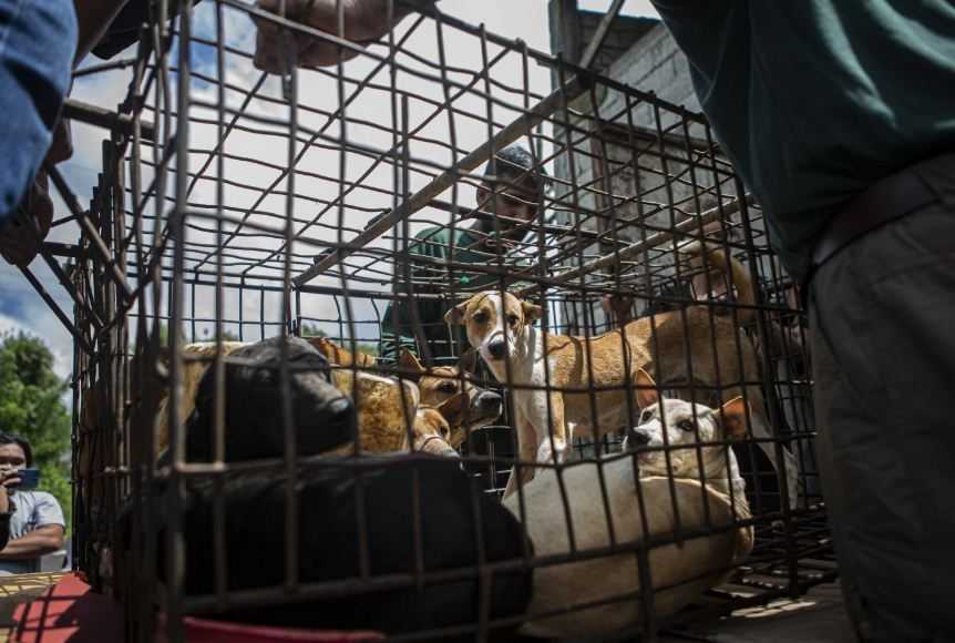 Pasar Hewan Tomohon Stop Penjualan Daging Anjing dan Kucing
