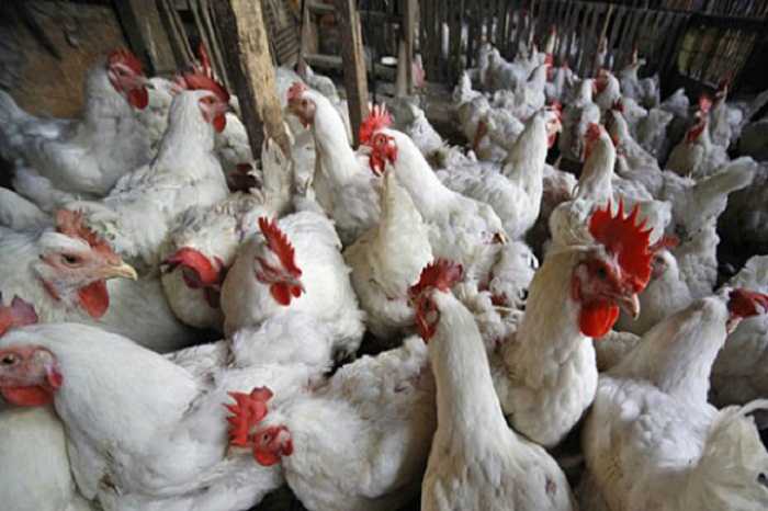 Pasokan Ayam Diprediksi Masih Berlebih Tahun Ini