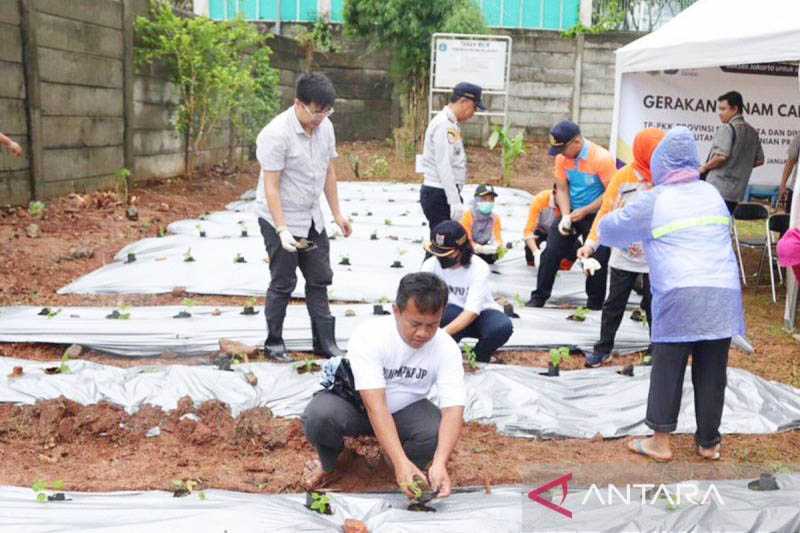 Pasokan Diklaim Stabil, Harga Cabai Tetap Tinggi