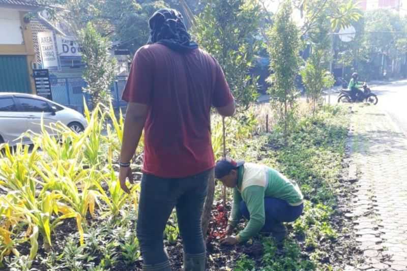 Patut Dicontoh! Pemkot Surabaya Hijaukan Kota dengan Menanam Seribu Bibit Tanaman Setiap Hari