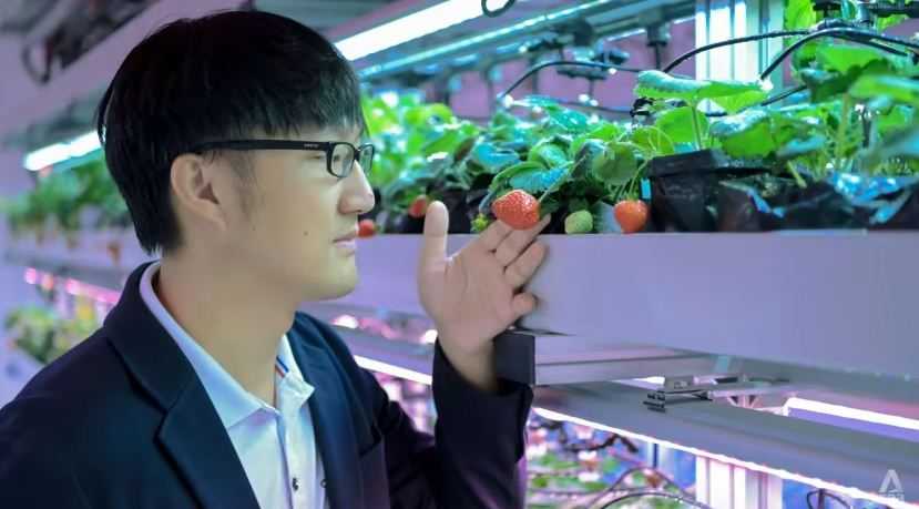 Patut Ditiru, Singapura Tanam Stroberi Pakai Teknologi Tinggi