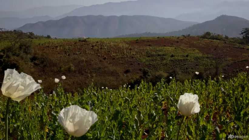 PBB: Myanmar Kini Jadi Penghasil Opium Terbesar di Dunia
