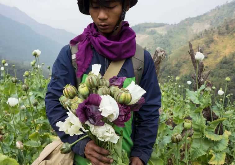 PBB Ungkap Produksi Opium di Myanmar Meningkat Sejak Junta Militer Berkuasa