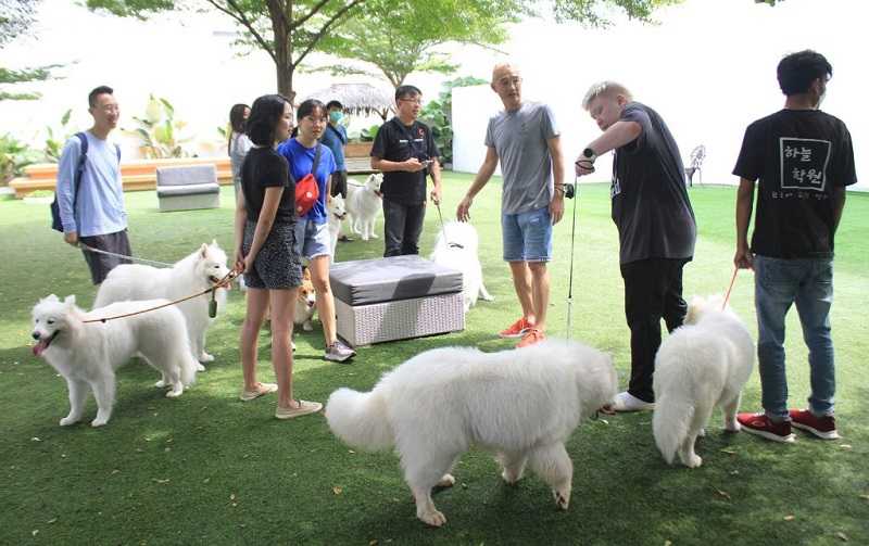 Pelatihan Pawang Anjing untuk Pemilik Ras Samoyed