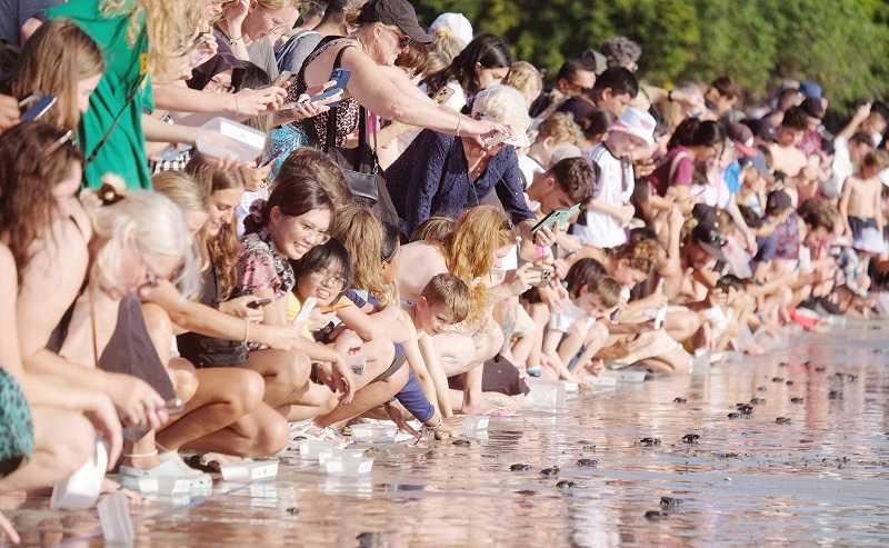 PELEPASLIARAN TUKIK DI PANTAI KUTA BALI