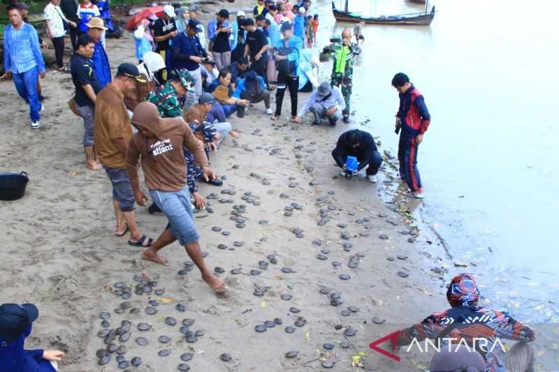 Pelestarian Satwa, 1.107 Tukik Tuntong Laut Dilepasliarkan ke Laut Selat Malaka